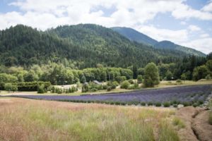 Southern Oregon Lavender Trail