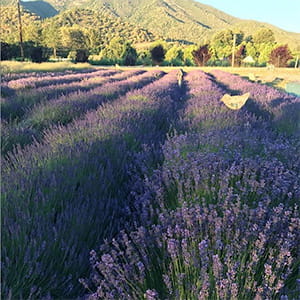 Applegate Valley Lavender Farm