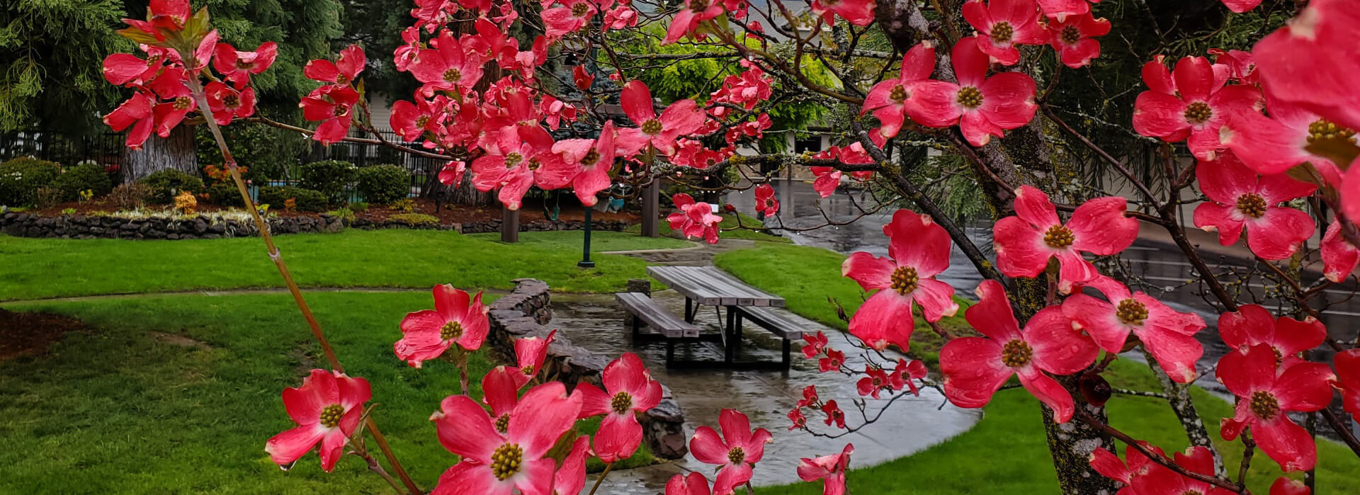 a view of a red flowering tree on a rainy spring afternoon with a picnic table in the background